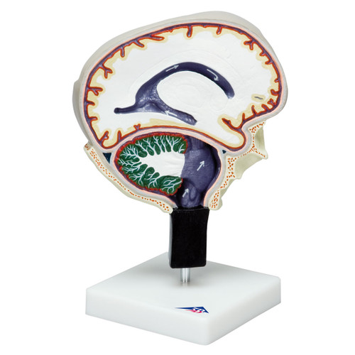 Cerebrospinal Fluid Circulation