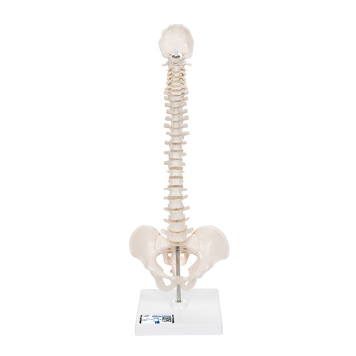 Mini Human Spinal Column Model, Flexible Mounted, on Removable Base - 3B Smart Anatomy