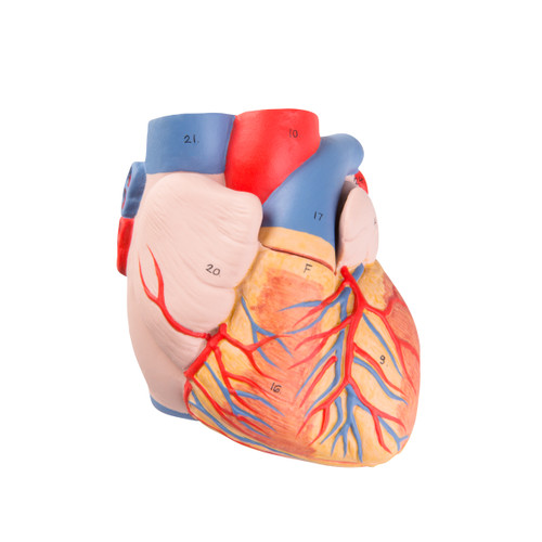 G15: Replacement Heart
