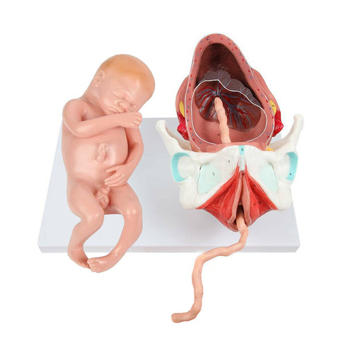 Birthing Stages Model MG13924