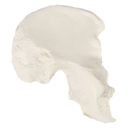 Hip Bone Model MG14472