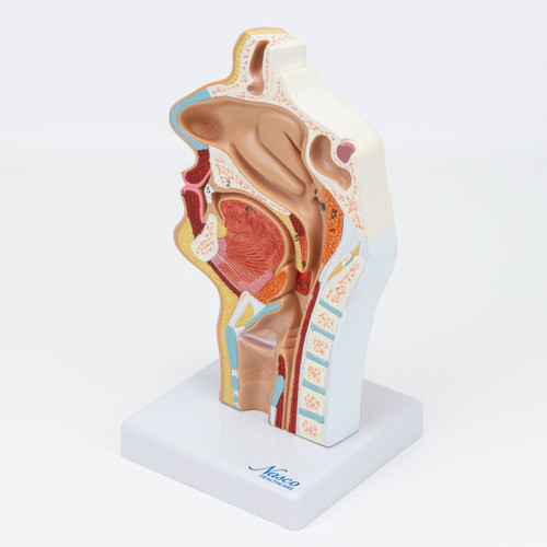 Nasal and Oral Sinus Cross-Section Model MG17231