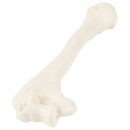 Humerus Model MG19436