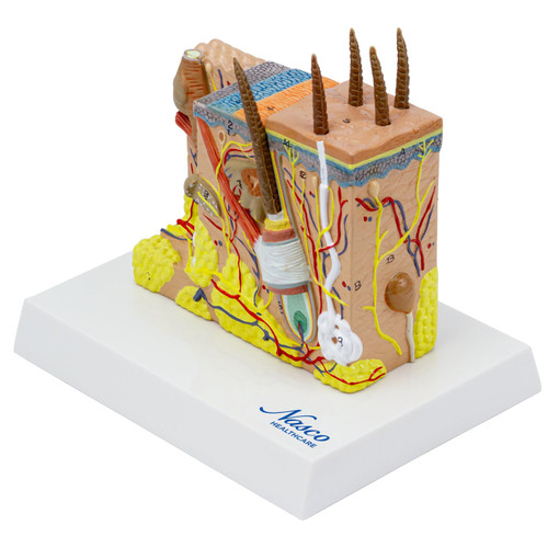 Skin Section Model, 35X Enlarged, 2-Parts