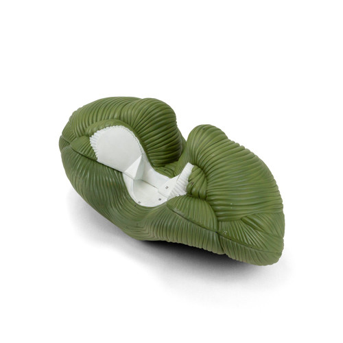 Cerebellum Model, 4X Enlarged, 2-Parts MG21715U