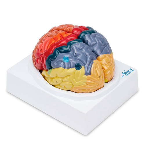  Neuro Brain Model, 2-Parts MG21721U