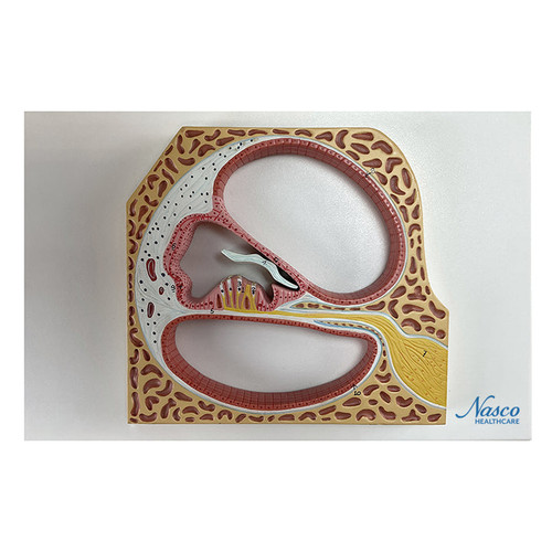 Cochlea and Organ of Corti Model MG21812