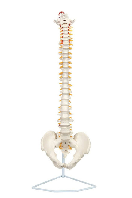 Deluxe Flexible Spine Model with Removable Sacrum and Coccyx