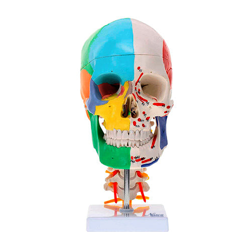 Didactic Skull with Muscle Insertion Model MG22306U