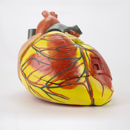 Heart Model, 3X Enlarged MG22272U