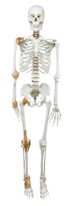 Adult Skeleton with Ligaments, Mounted MG22946U