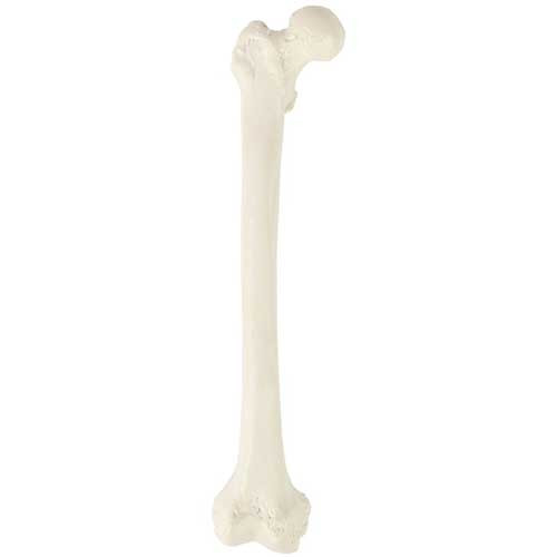 Femur Model MG23399U