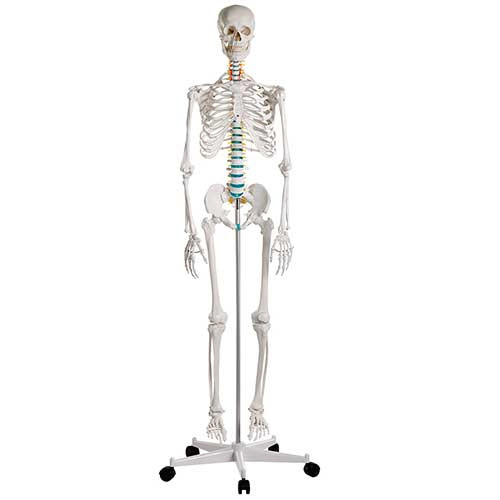 Adult Skeleton Mounted on Stand with Casters MG22949U