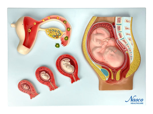Stages of Stages of Fertilization and Ovum Development MG23004U