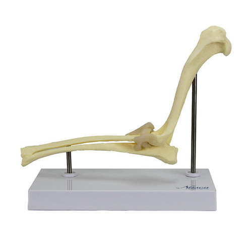 Canine Elbow Model MG22287U