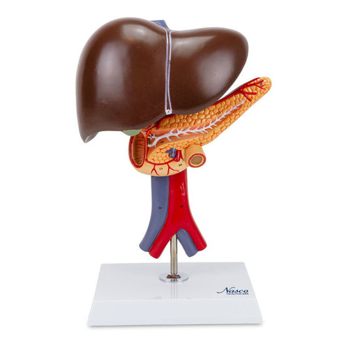 Liver with Gallbladder, Pancreas, & Duodenum Model, 2 Part MG23418U