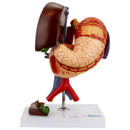 Stomach Model, 6 Parts MG23161U