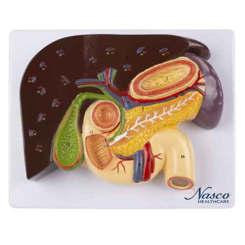 Liver with Gallbladder, Pancreas & Duodenum Model MG23419U
