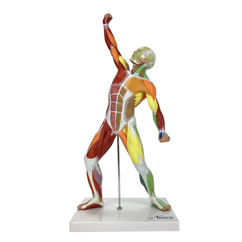 Muscular Figure Model, 1/4 Life-Size MG23420U