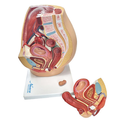 Pelvis with 8-Week Embryo Model MG30133U