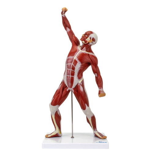 Muscle Figure Model, 1/4 Life-Size MG23422U