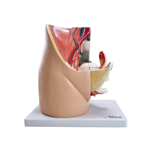 Femlae Pelvis Model with Internal Organs, 3 Parts MG30135U
