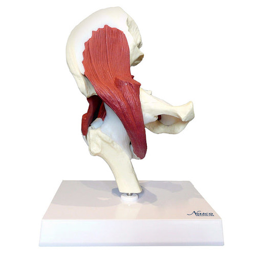Hip Joint with Muscles Model MG30900U