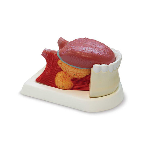 Tongue Model, 2.5X Enlarged, 3 Parts MG29179U