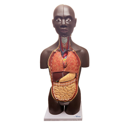 Mini Dual-Sex Torso Model, Dark, 16 Parts MG29698U