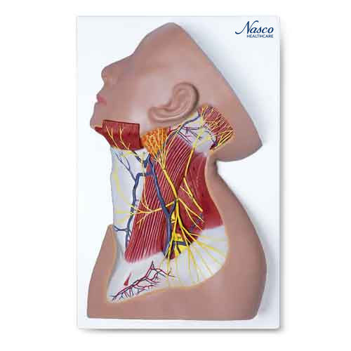 Neck Muscles with Nerves Model MG29872U
