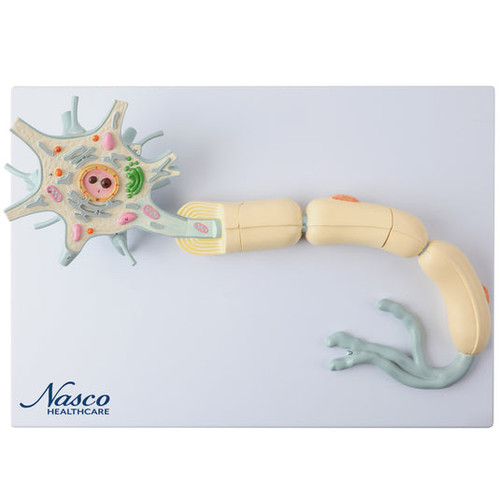 Neuron with Dendrite & Axon, 2,500X Enlarged, 2 Parts MG23433U