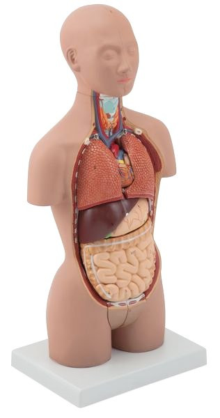 Mini-Dual Sex Torso Model, 16 Parts MG29699U