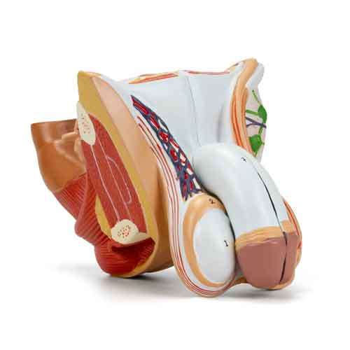 Male Genital Organ Model, 4 Parts MG29950U
