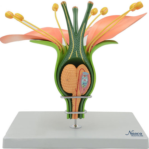 Dicotyledonous Flower Model, Enlarged 14X MG23451U