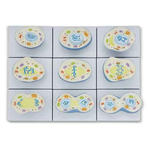 Mitosis Model, 9-Part MG29719U