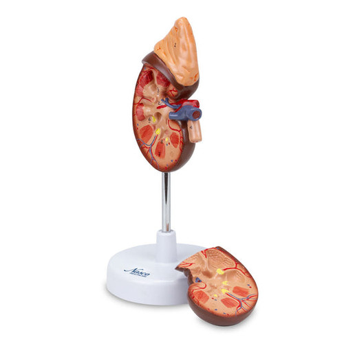 Kidney with Adrenal Gland Model, 1.5X Enlarged, 2 Parts MG31016U
