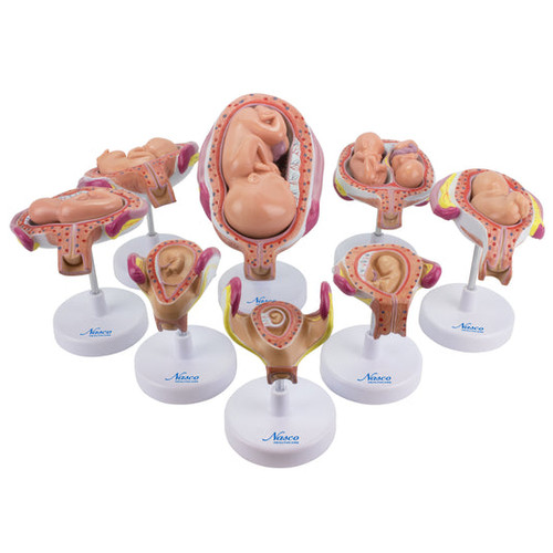 Pregnancy Series Models, Set of 8 MG31154U