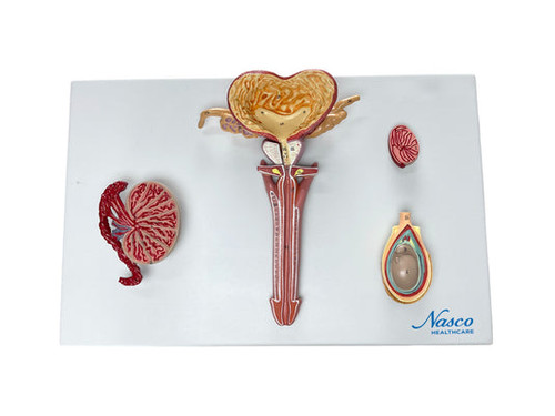 Male Reproductive Organ Section Model MG31102U