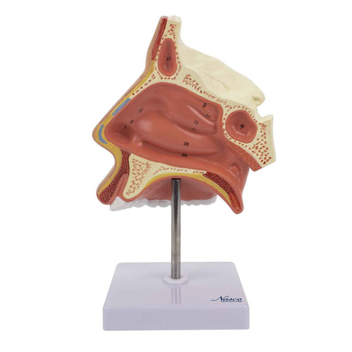 Nose with Nasal Cavity Model MG29877U