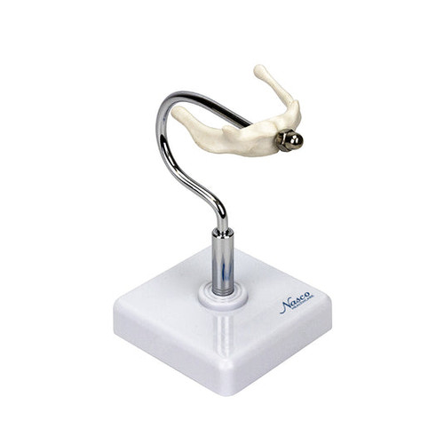 Hyoid Bone Model MG29977U