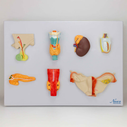 Endocrine System Model MG31320U
