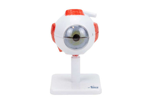 Eye Model, 3X Enlarged, 8-Part MG29938U
