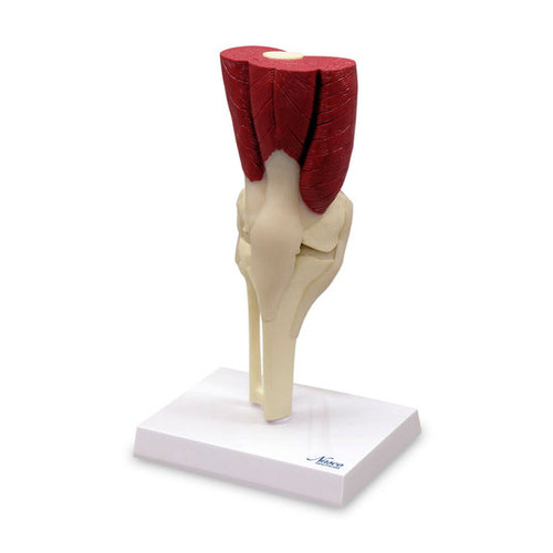 Knee with Muscles Model MG34917U