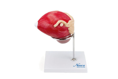 Prostate Model, 3X Enlarged, 2 Parts MG30753U