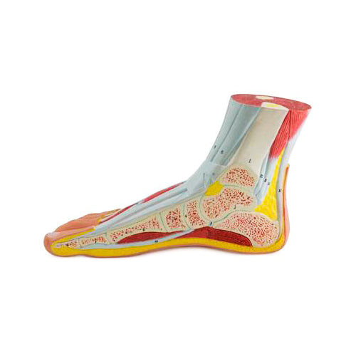 Foot Lateral Section Model MG31110U