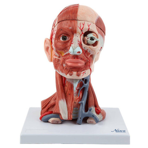 Neck and Head Musculature Model, 10-Part MG34921U
