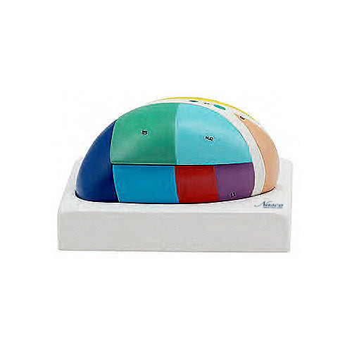 Thalamus Model, 5X Enlarged, 5 Parts MG31534U