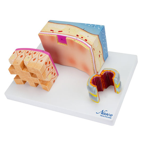 Trachea Section Models MG31097U