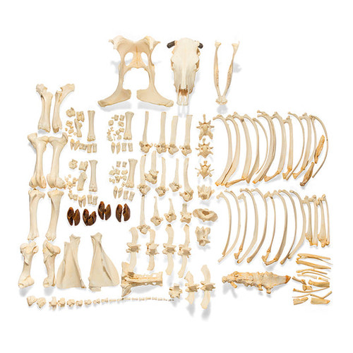 Disarticulated Bovine Skeleton, Unmounted MG37010U