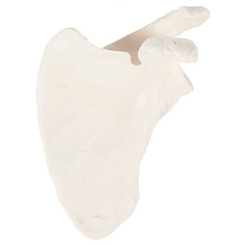 Scapula Model MG8248U